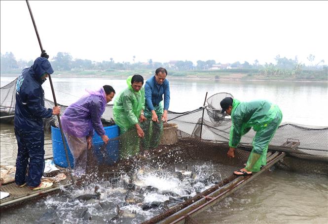 Người dân xã Tân Hưng, thành phố Hưng Yên thu hoạch cá lồng trên sông. Ảnh: Đinh Văn Nhiều-TTXVN