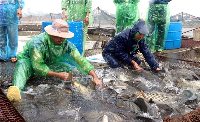 Người dân xã Tân Hưng, thành phố Hưng Yên thu hoạch cá lồng trên sông. Ảnh: Đinh Văn Nhiều-TTXVN