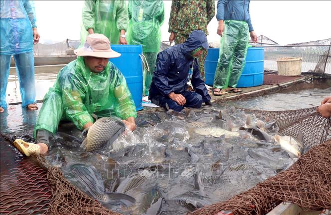 Cá lồng chủ yếu là cá chép có trọng lượng từ 3-5kg/chu kỳ nuôi. Ảnh: Đinh Văn Nhiều-TTXVN