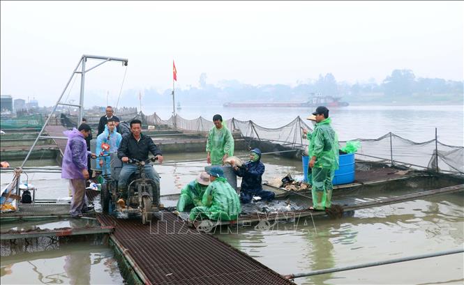 Người dân xã Tân Hưng, thành phố Hưng Yên thu hoạch cá lồng trên sông. Ảnh: Đinh Văn Nhiều-TTXVN