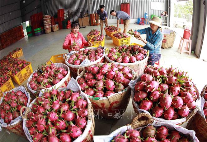 Hợp tác xã thanh long Long Hội ở xã An Lục Đông, huyện Châu Thành phục vụ thị trường trong nước và xuất khẩu sang Trung Quốc khoảng hơn 5.000 tấn quả, thu lãi khoảng 2 tỷ đồng. Ảnh: Vũ Sinh - TTXVN
