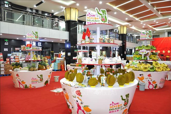Sáng 29/9/2024, tại khu chợ đầu mối Tân Phát Địa ở thủ đô Bắc Kinh, diễn ra khai mại Lễ hội Trái cây Việt Nam lần thứ nhất tại Trung Quốc. Ảnh: Thành Dương - TTXVN

