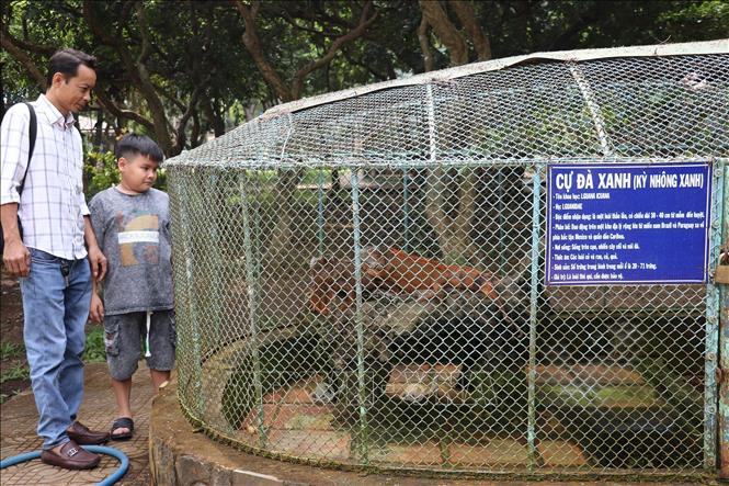 Trại rắn Đồng Tâm còn nuôi bảo tồn một số loài động vật quý hiếm khác như cự đà xanh (kỳ nhông xanh), cua đinh... Ảnh: Hữu Chí – TTXVN