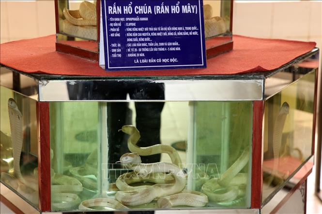 Tiêu bản rắn hổ chúa (hổ mây) tại bảo tàng rắn ở trại Đồng Tâm. Ảnh: Hữu Chí – TTXVN