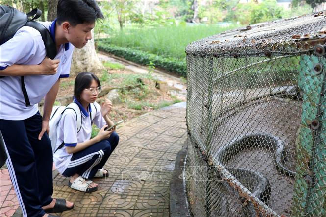 Rắn hổ mang chúa cùng hổ mang đất là hai loại rắn quý hiếm có nguy cơ tuyệt chủng được nuôi bảo tồn tại trại rắn Đồng Tâm. Ảnh: Hữu Chí – TTXVN