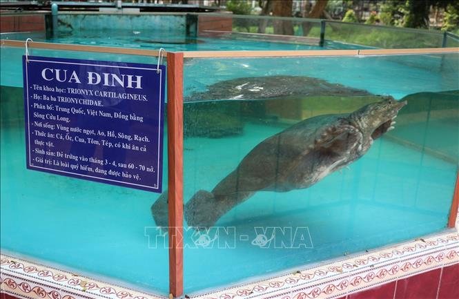 Cua đinh được nuôi bảo tồn tại Trại rắn Đồng Tâm ở huyện Châu Thành, tỉnh Tiền Giang. Ảnh: Hữu Chí – TTXVN