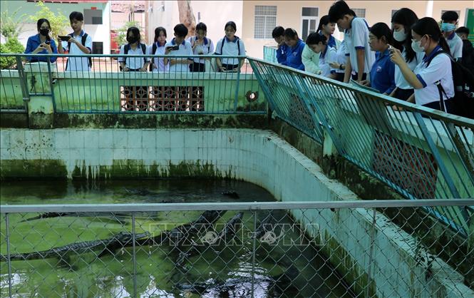 Du khách tham quan hồ nuôi cá sấu ở trại rắn Đồng Tâm. Ảnh: Hữu Chí – TTXVN