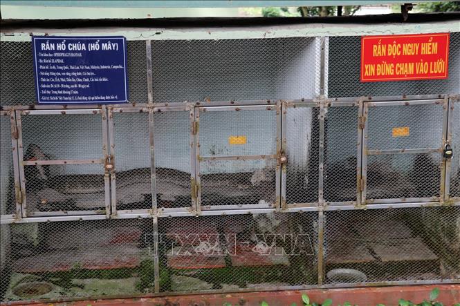 Một chuồng nuôi rắn hổ chúa ở Trại rắn Đồng Tâm Ảnh: Hữu Chí – TTXVN