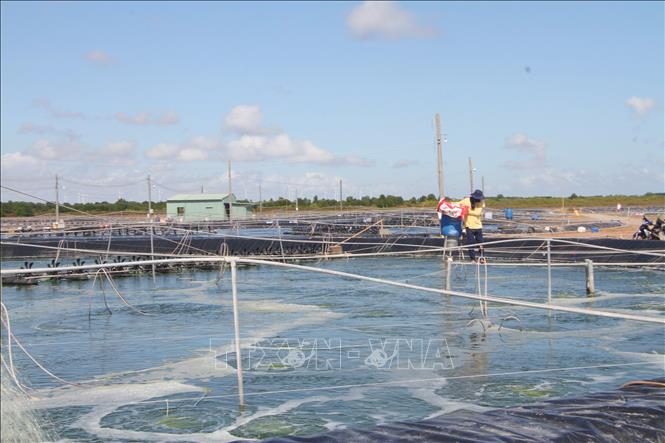 Nuôi trồng thủy sản được xem là ngành kinh tế mũi nhọn và có những đóng góp quan trọng cho nền kinh tế, giải quyết nhiều việc làm cho lao động địa phương. Ảnh: Chanh Đa-TTXVN