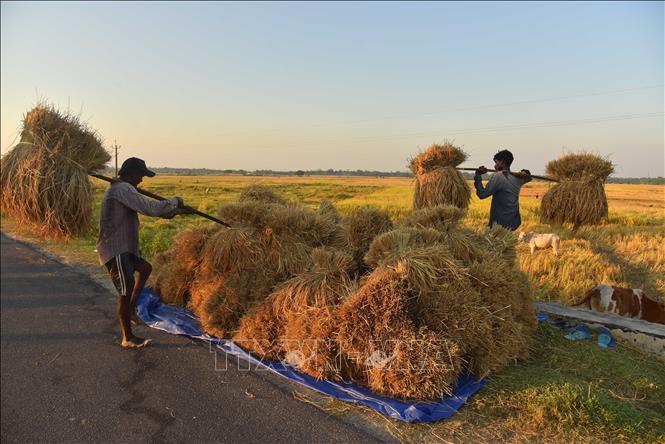Nông dân thu hoạch lúa trên cánh đồng tại Nagaon, Assam, Ấn Độ, ngày 16/11/2024. Ảnh: THX/TTXVN