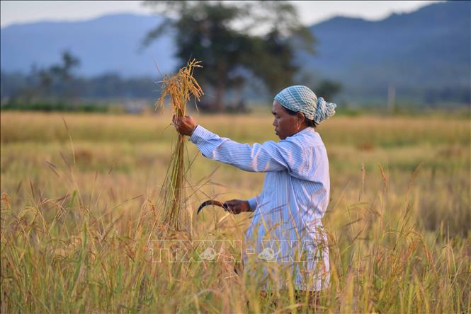 Nông dân thu hoạch lúa trên cánh đồng tại Nagaon, Assam, Ấn Độ, ngày 16/11/2024. Ảnh: THX/TTXVN