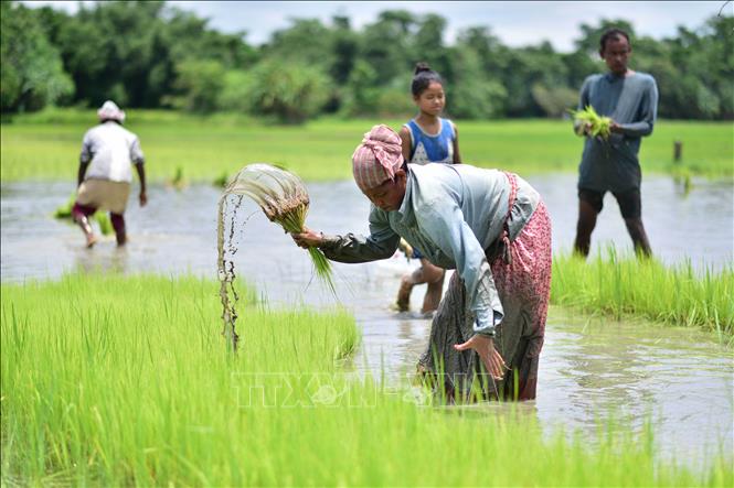 (Tư liệu) Nông dân trồng lúa trên cánh đồng tại Nagaon, Assam, Ấn Độ. Ảnh: THX/TTXVN