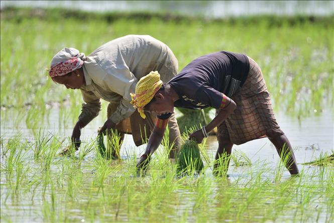 (Tư liệu) Nông dân trồng lúa trên cánh đồng tại Nagaon, Assam, Ấn Độ. Ảnh: THX/TTXVN