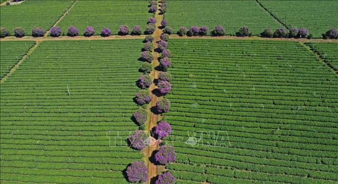 Purple mua flowers are grown on borders of the tea fields. VNA Photo: Nguyễn Dũng