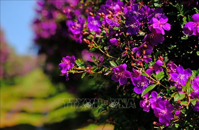 Mua flowers bloom with its deep purple petals under the warm sun of Lam Dong province. VNA Photo: Nguyễn Dũng