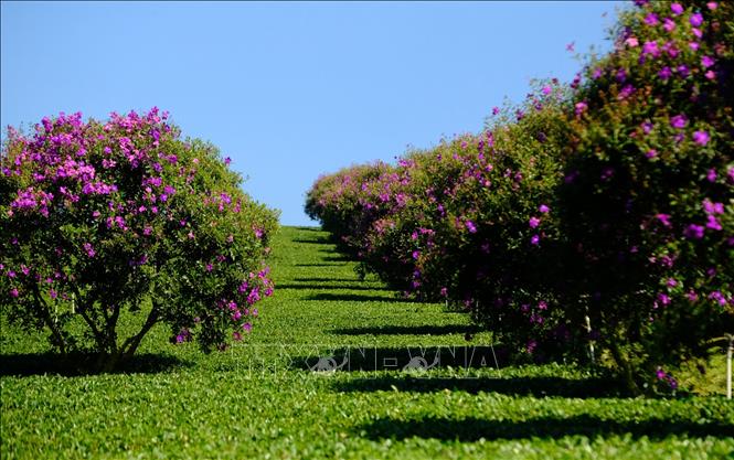 Two rows of purple mua flowers grown on B'Lao tea fields. VNA Photo: Nguyễn Dũng
