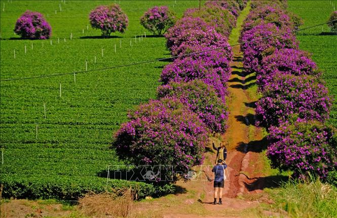 Purple mua flowers attract visitors to Lam Dong province. VNA Photo: Nguyễn Dũng