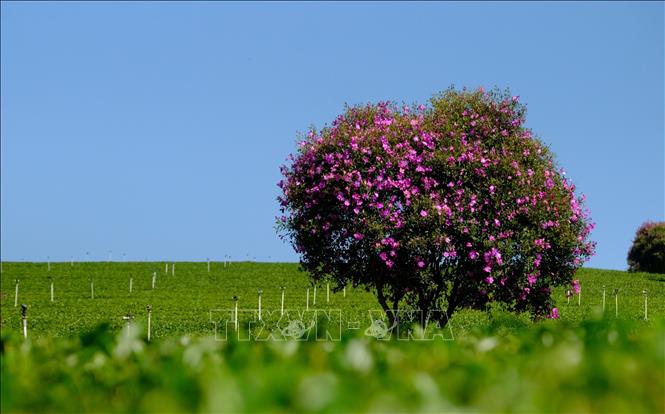 The blooming season of mua flowers typically last for a month, which is suitable to welcome more visitors to admire its beauty. VNA Photo: Nguyễn Dũng