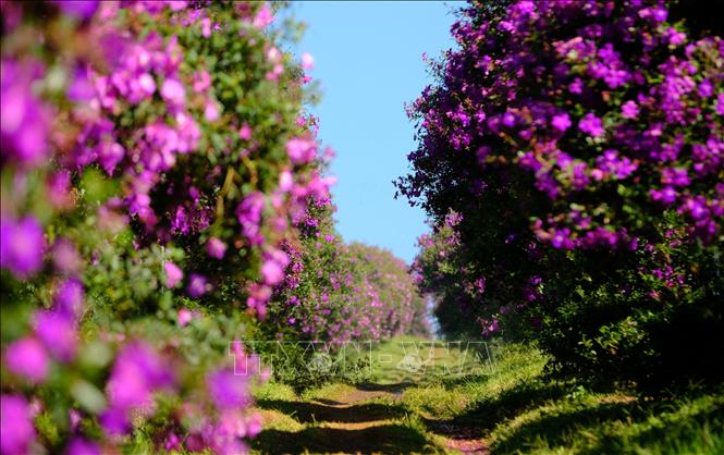 Two rows of purple mua flowers on B'Lao tea fields. VNA Photo: Nguyễn Dũng
