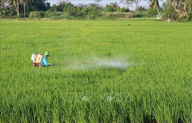 Nông dân xã Vĩnh Hòa Phú, huyện Châu Thành (Kiên Giang) chăm sóc lúa Đông Xuân 2024 - 2025. Ảnh: Lê Huy Hải - TTXVN
