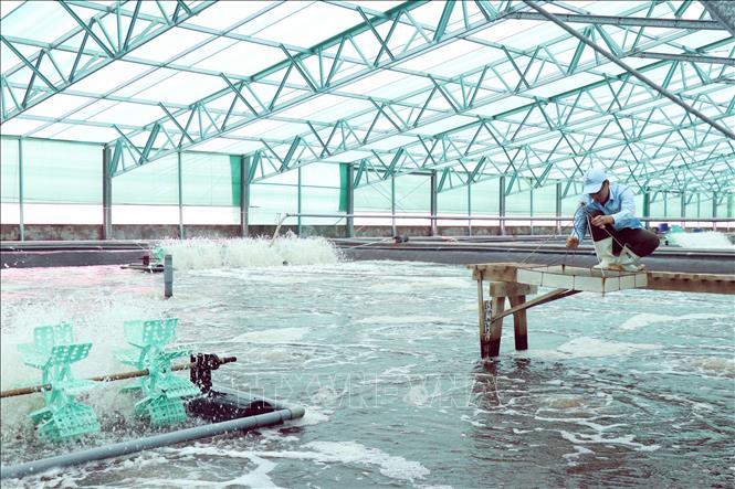 Bạc Liêu hiện có 6 công ty, doanh nghiệp được Bộ Nông nghiệp và Phát triển nông thôn, UBND tỉnh cấp Giấy chứng nhận doanh nghiệp nông nghiệp ứng dụng công nghệ cao. Ảnh: Chanh Đa-TTXVN