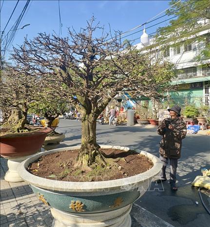 Cây mai vàng được chào bán với giá 120 triệu đồng tại chợ hoa Long Xuyên (An Giang). Ảnh: Thanh Sang - TTXVN