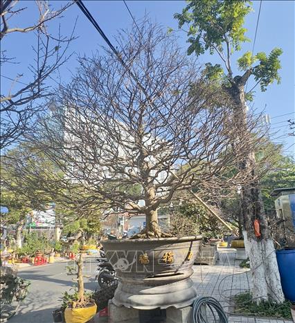 Một cây mai vàng cao 5m được chào bán với giá 1,8 tỷ đồng tại chợ hoa Long Xuyên (An Giang). Ảnh: Thanh Sang - TTXVN