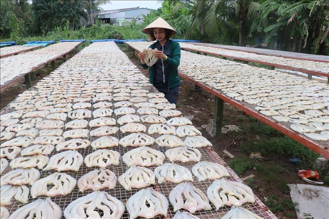A local checks on the drying level of the fishes in Phu Tho commune, Dong Thap province. VNA Photo: Nguyễn Văn Trí