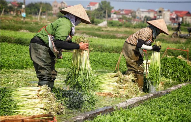 Harvesting water dropwort in Hoang Luong commune, Hiep Hoa district, the northern province of Bac Giang. VNA Photo: Danh Lam