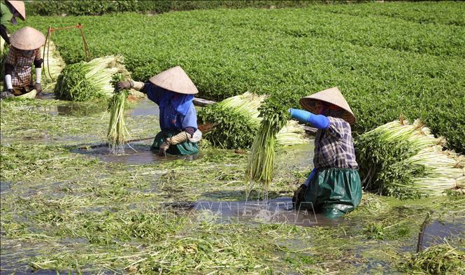 Harvesting water dropwort in Hoang Luong commune, Hiep Hoa district, the northern province of Bac Giang. VNA Photo: Danh Lam