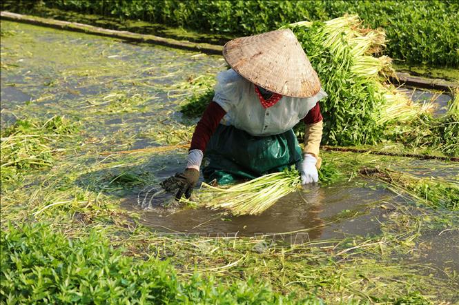 Harvesting water dropwort in Hoang Luong commune, Hiep Hoa district, the northern province of Bac Giang. VNA Photo: Danh Lam
