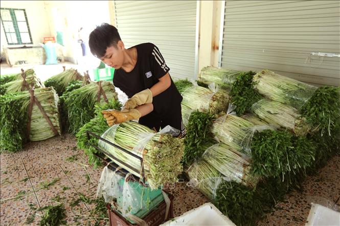 Water dropwort grown in Hoang Luong commune, Hiep Hoa district, the northern province of Bac Giang, is exported to China, Thailand, the Republic of Korea, Russia and other markets. VNA Photo: Danh Lam