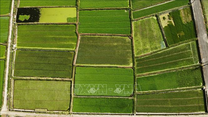 Hoang Luong commune, Hiep Hoa district, the northern province of Bac Giang, has 185 ha for growing water dropwort, of which over 140 ha meeting the VietGAP standards. VNA Photo: Danh Lam