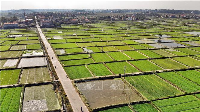 Hoang Luong commune, Hiep Hoa district, the northern province of Bac Giang, has 185 ha for growing water dropwort, of which over 140 ha meeting the VietGAP standards. VNA Photo: Danh Lam