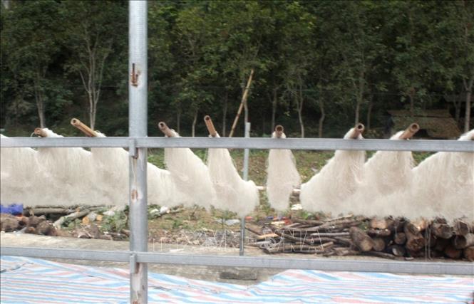 Người dân phơi miến dong Đồi ao tại huyện Cẩm Thủy. Ảnh: Nguyễn Nam-TTXVN