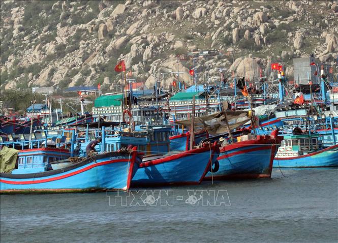 Nhiều tàu thuyền không thể vươn khơi, phải neo dài ngày tại Cảng cá Cà Ná (huyện Thuận Nam) do thời tiết bất lợi. Ảnh: Công Thử - TTXVN
