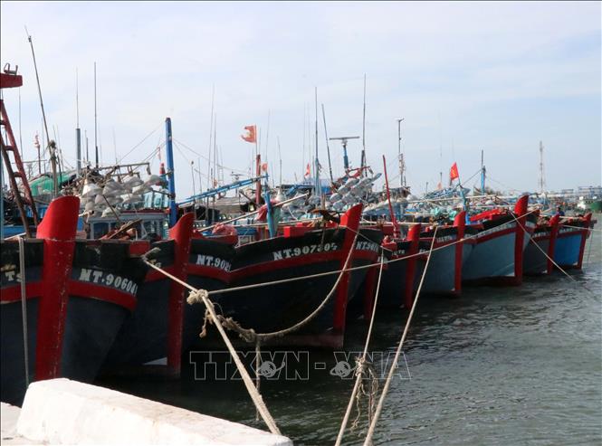 Nhiều tàu thuyền không thể vươn khơi, phải neo dài ngày tại Cảng cá Cà Ná (huyện Thuận Nam) do thời tiết bất lợi. Ảnh: Công Thử - TTXVN