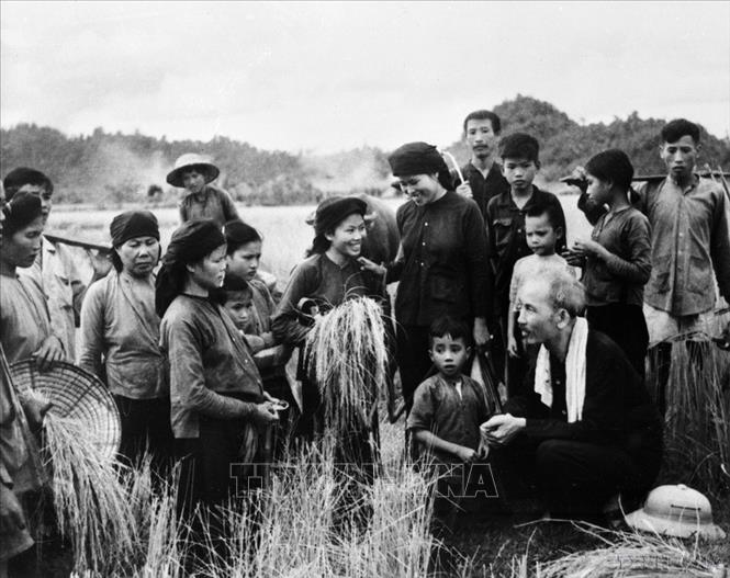 Chủ tịch Hồ Chí Minh thăm nông dân xã Hùng Sơn, huyện Đại Từ (Thái Nguyên) đang thu hoạch vụ lúa mùa. Ảnh: TTXVN 
