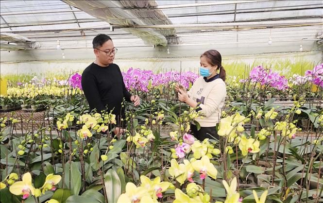 Vườn lan của ông Phạm Ngọc Thanh, xã Sông Lô, thành phố Việt Trì mỗi năm cung ứng hơn 1 vạn bầu lan Hồ Điệp vào dịp Tết. Ảnh: Tạ Toàn - TTXVN
