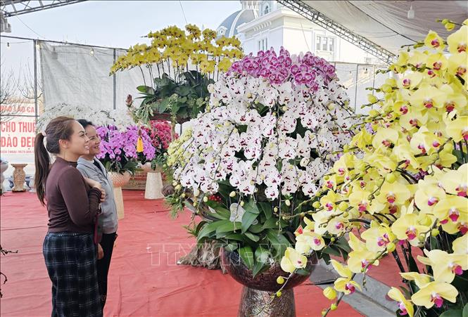 Gian hàng bán lan Hồ Điệp tại Quảng trường Hùng Vương đã thu hút nhiều người dân đến xem, mua sắm. Ảnh: Tạ Toàn - TTXVN