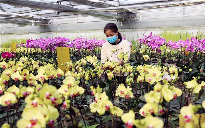 Nhiều chủ vườn lan Hồ Điệp tất bật chăm sóc, cắt tỉa và cắm bình sẵn sàng phục vụ người dân đến mua sắm. Ảnh: Tạ Toàn - TTXVN