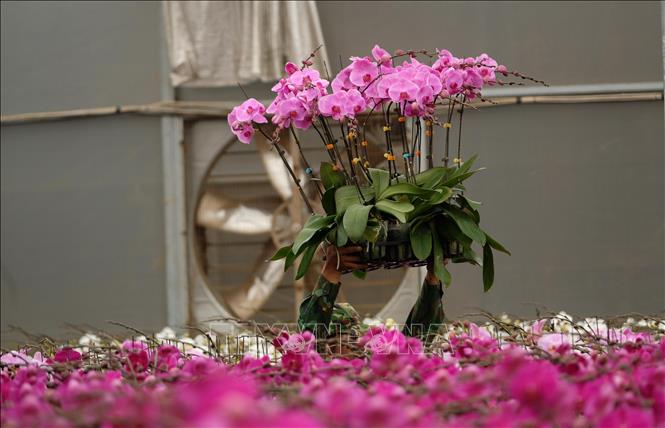 The flower pots are harvested early with flower buds, so when they reach the customers, they can stay fresh and blooming until Tet holiday. VNA Photo: Nguyễn Dũng