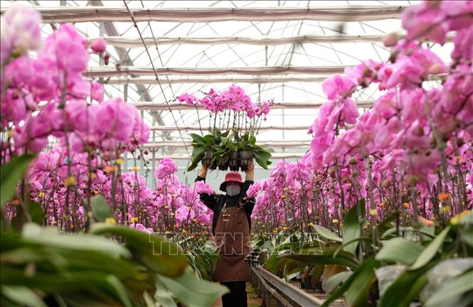 A worker selects good quality flower pots for shipments bound for northern provinces. VNA Photo: Nguyễn Dũng