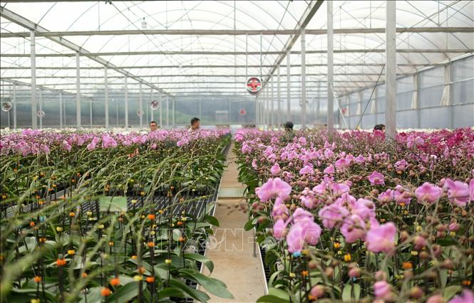 An orchid greenhouse farm with applied technology to ensure the orchids bloom timely for the Lunar New Year (Tet holiday). VNA Photo: Nguyễn Dũng