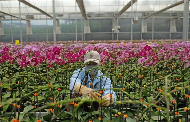 A worker cares for budding flower pots, ensuring supply for Tet holiday's demand. VNA Photo: Nguyễn Dũng