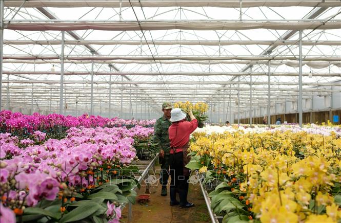 Ysa Orchid farm in Da Ron commune, Lam Dong province is expected to supply 400,000 flower pots of different kinds during Tet season. VNA Photo: Nguyễn Dũng