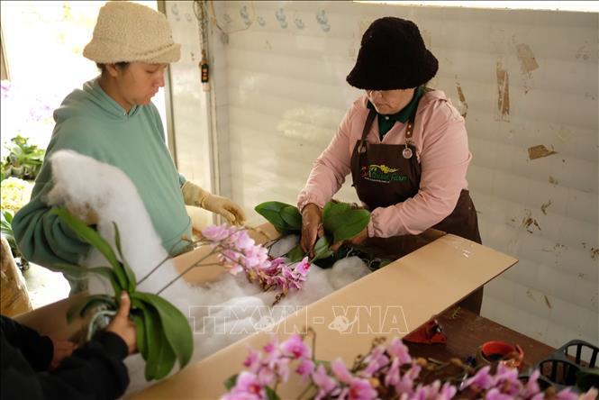 Workers carefully wrap the flowers for shipments, ensuring the flowers are not damaged while being transported. VNA Photo: Nguyễn Dũng