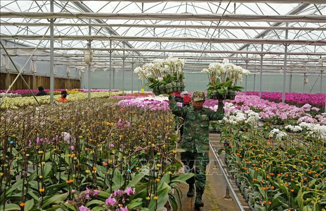 The flower pots are harvested early with flower buds, so when they reach the customers, they can stay fresh and blooming until Tet holiday. VNA Photo: Nguyễn Dũng
