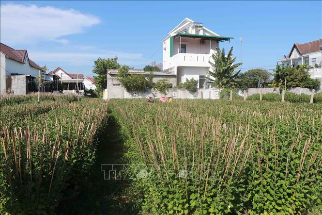 Người dân làng hoa cúc Ninh Giang chăm sóc hoa ngày giáp tết. Ảnh: Đặng Tuấn -TTXVN 