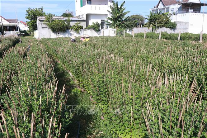 Làng hoa cúc Ninh Giang đã được UBND tỉnh Khánh Hòa công nhận là làng nghề truyền thống từ năm 2016. Đến năm 2017. Ảnh: Đặng Tuấn -TTXVN  